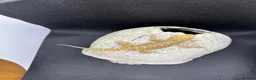 Bearded Dragon reptiles for sale: Spectacular baby dragons *ready now* in Pontypool - Advert 3