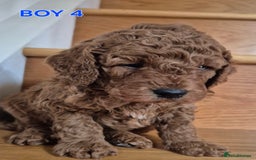 Mini Goldendoodle dogs for sale: F1b Red Miniature Goldendoodles tested parents - Image 23