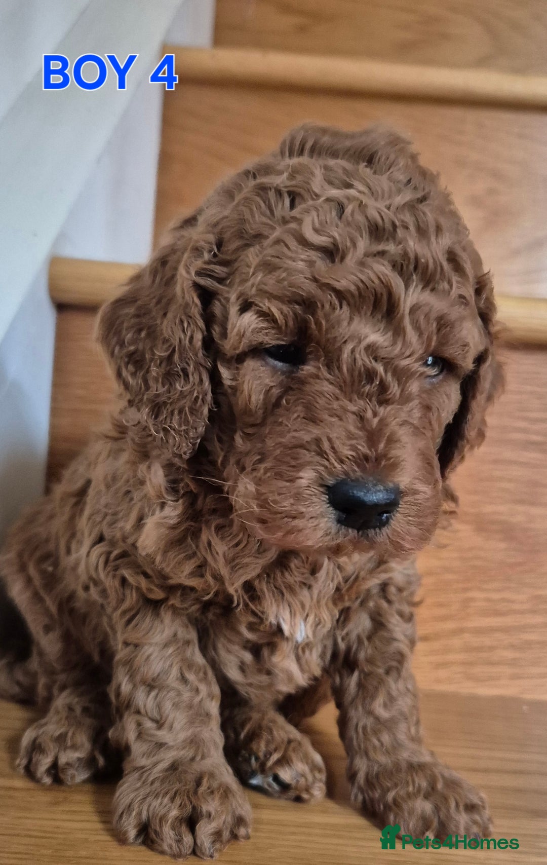 Mini Goldendoodle dogs for sale: F1b Red Miniature Goldendoodles tested parents - Image 23