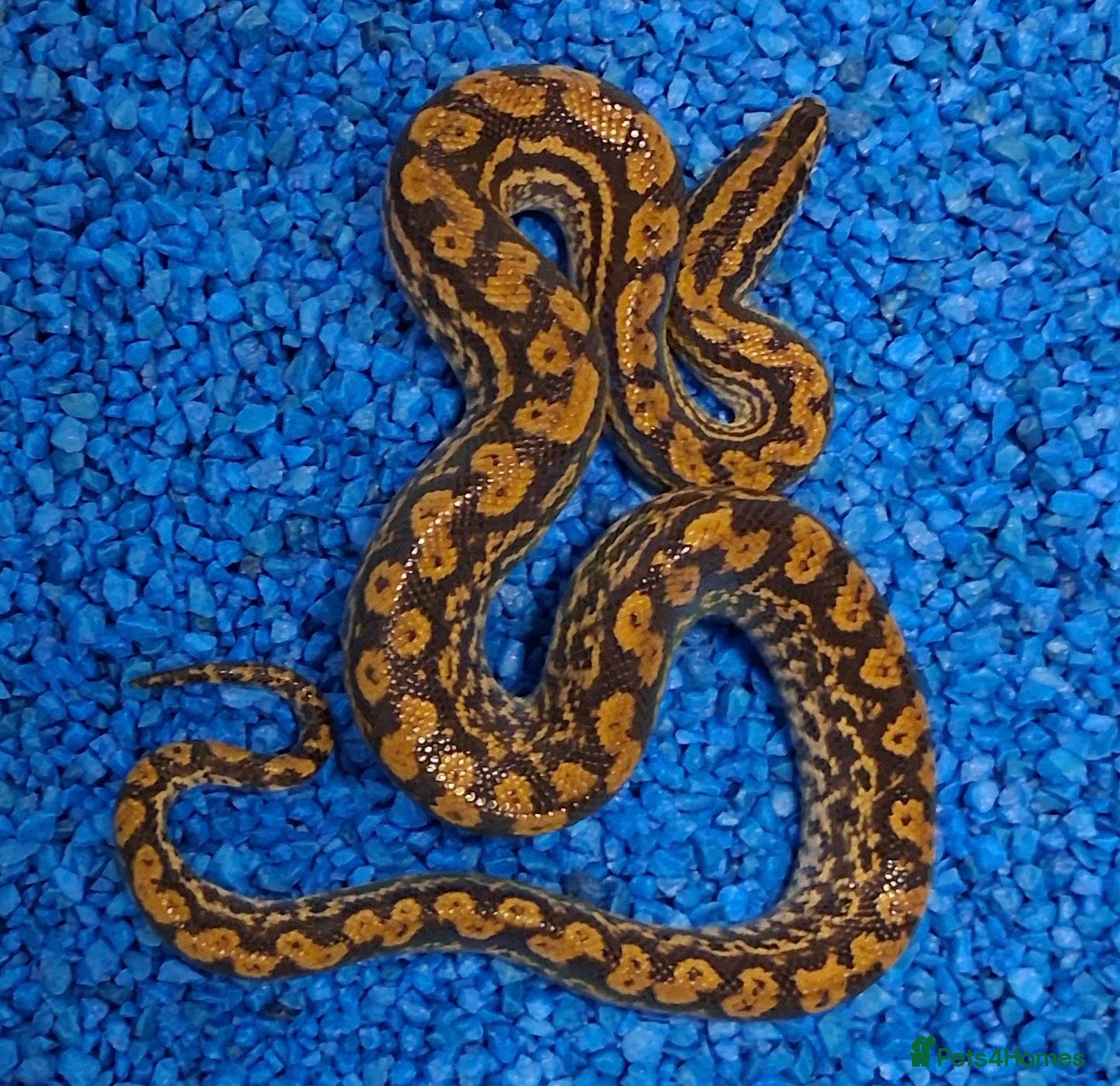 Boa Snake reptiles Paraguayan Rainbow Boa's  - Advert 1