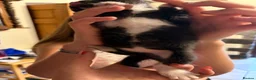 Mixed Breed cats for sale: Friendly farm kittens 2b 1g  - Advert 15