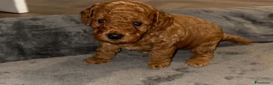 Cockapoo 4