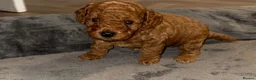 Cockapoo dogs for sale: Stop scrolling we have perfection 👇🐶 - Advert 12