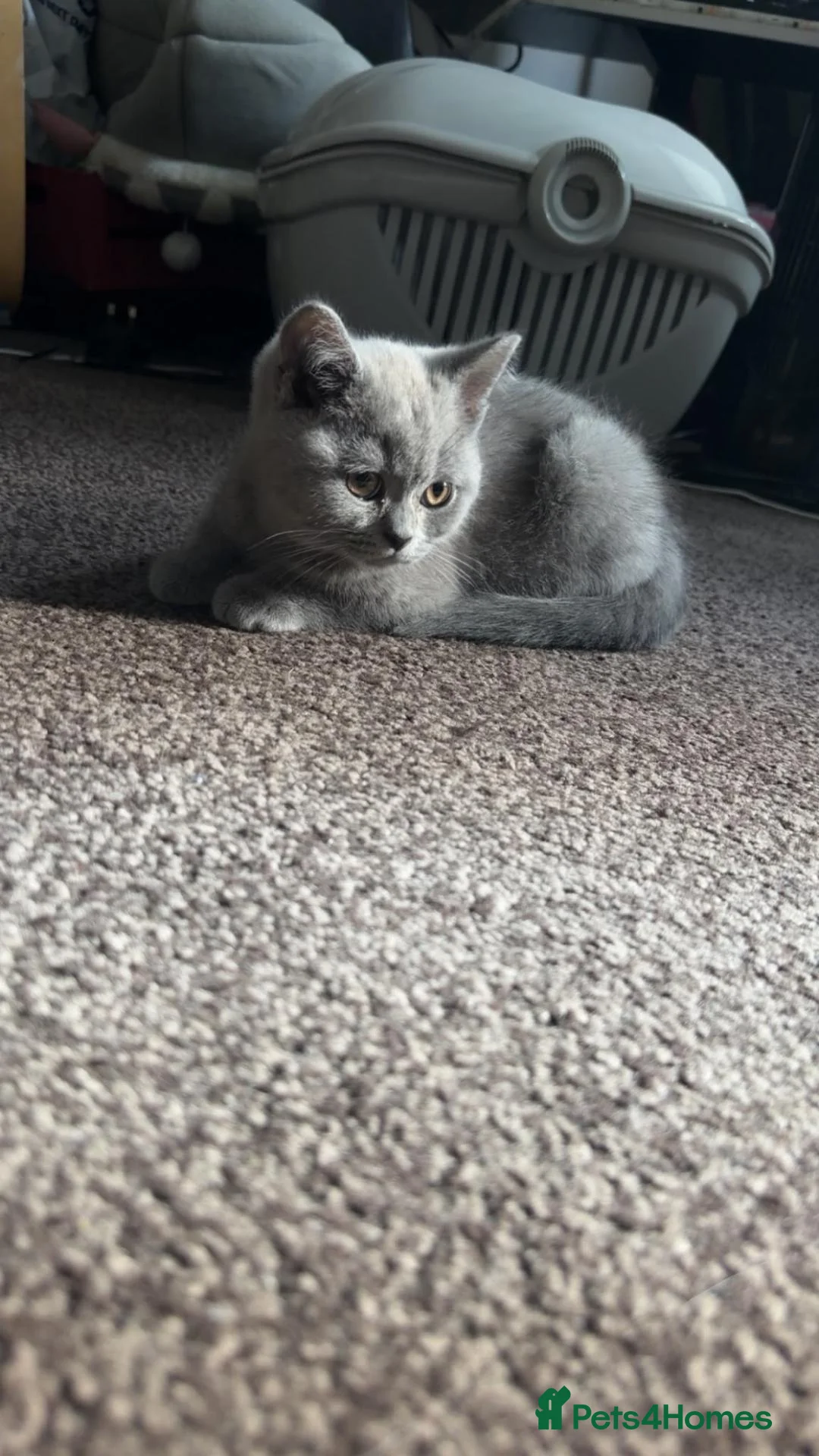 British Shorthair cats for sale: Mister Max in Slough - Advert 2