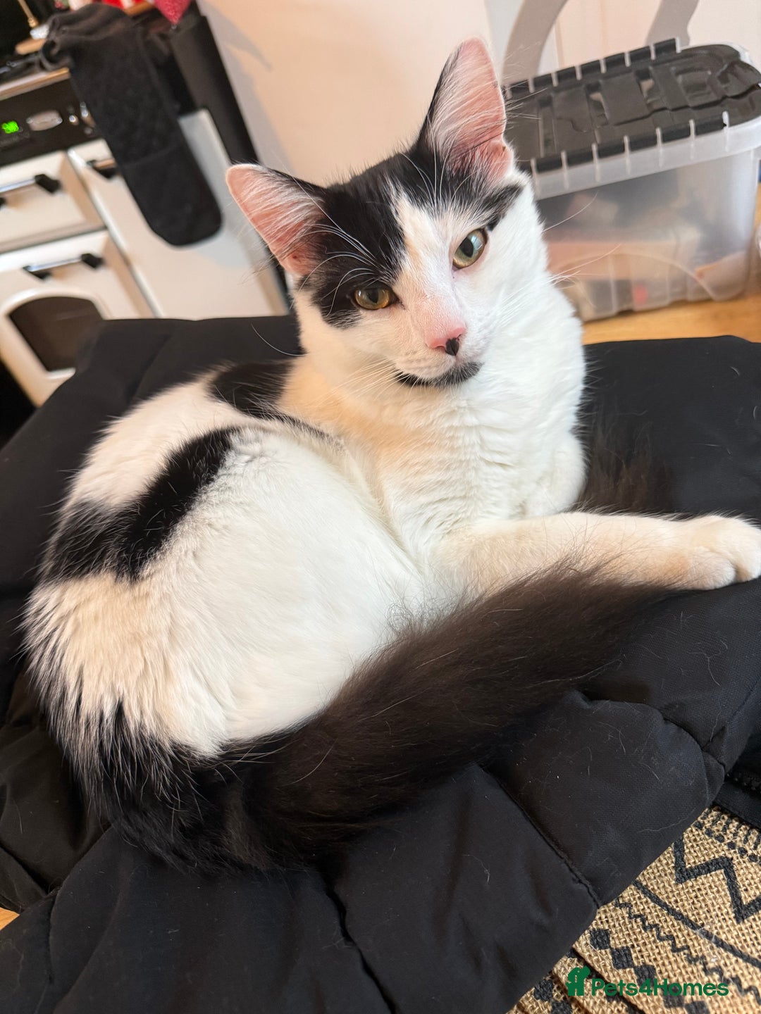 Mixed Breed cats for sale: Looking for our forever home - Advert 3