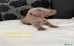 Miniature Dachshund dogs for sale: Miniature Dachshund puppies for sale     - Image 8