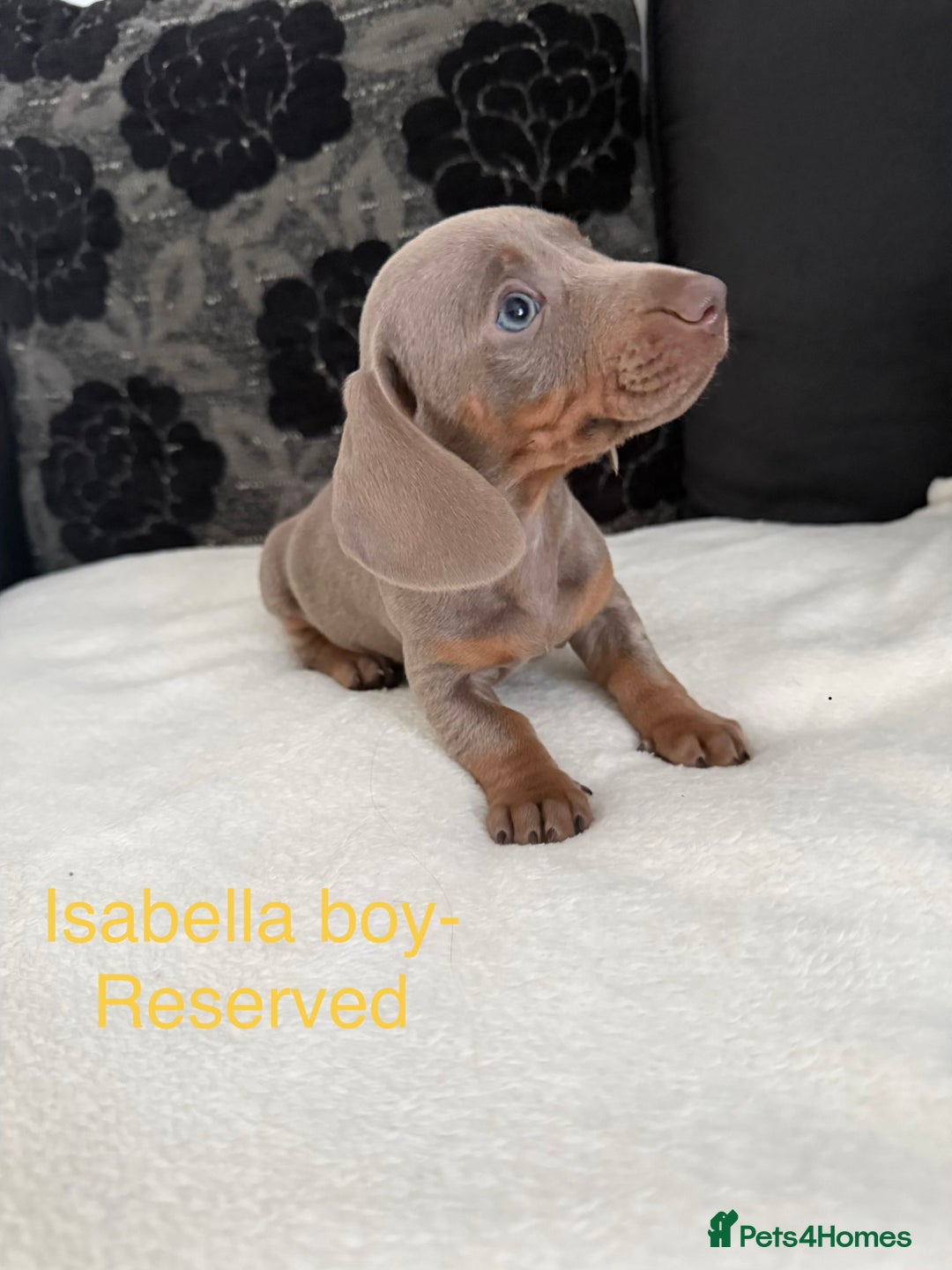 Miniature Dachshund dogs for sale: Miniature Dachshund puppies for sale     - Image 8