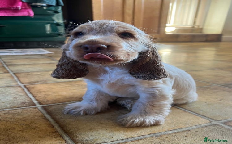 Cocker Spaniel dogs - Advert 2