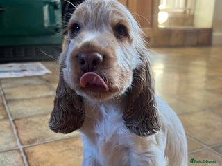 Cocker Spaniel dogs - Advert 26