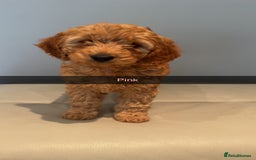 Cockapoo dogs for sale: Stunning F1B Cockapoo Pups - Image 5