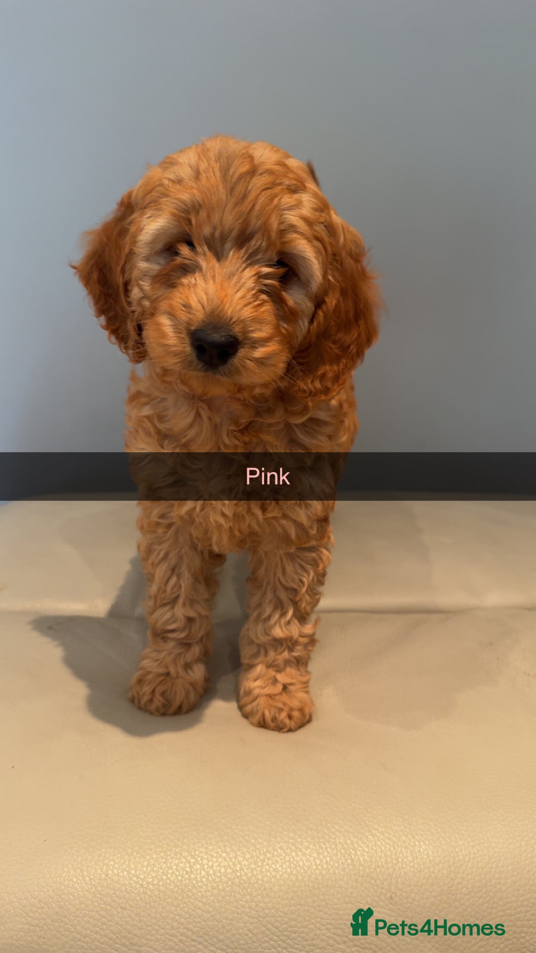 Cockapoo dogs for sale: Stunning F1B Cockapoo Pups - Image 5