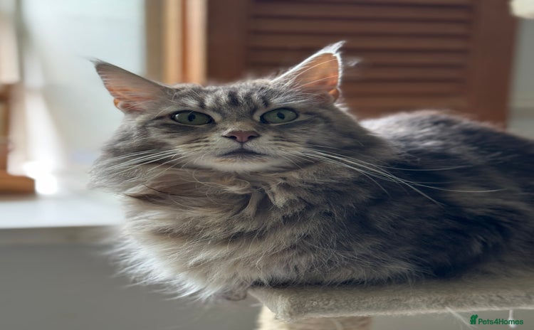 Maine Coon cats - Advert 2