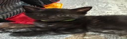 Mixed Breed cats for sale: 4 Black Kittens for Sale - Advert 8