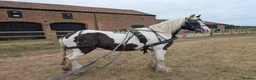Irish Cob horses for sale: Willow 14hh cob mare  in Gainsborough - Advert 2