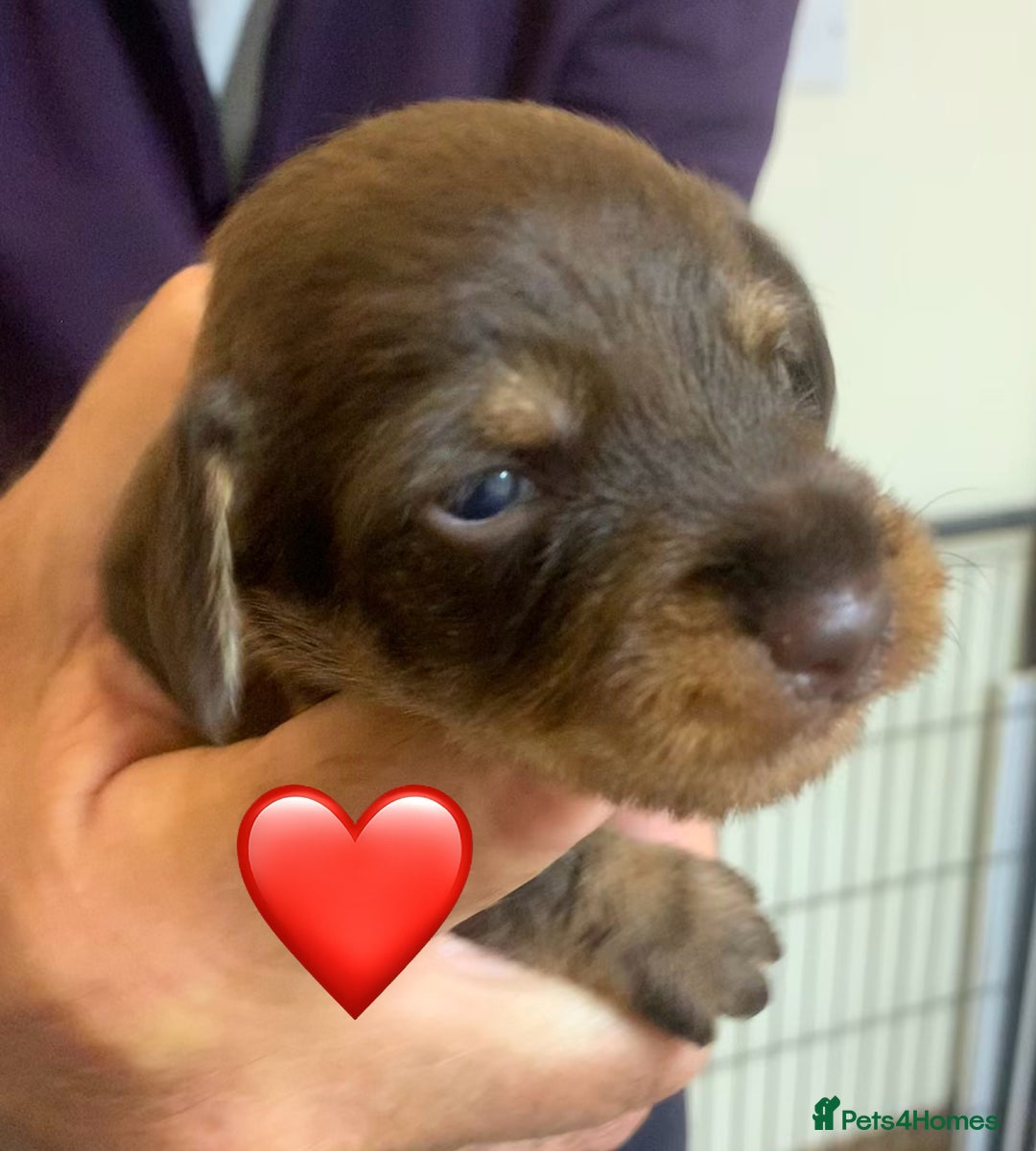 Miniature Dachshund dogs for sale: Wirehaired Miniture Dachshunds KC reg - Image 3