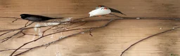 Finches birds for sale: Zebra and bengalese finches  - Advert 6
