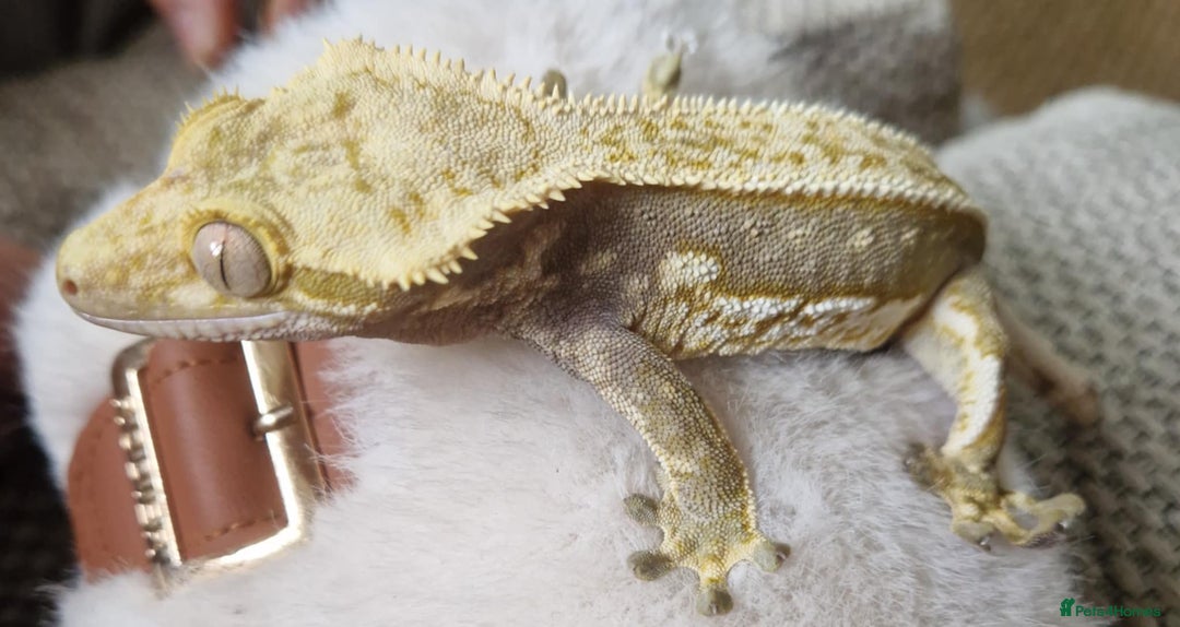 Gecko reptiles for sale: Male lily white crested gecko - Image 4