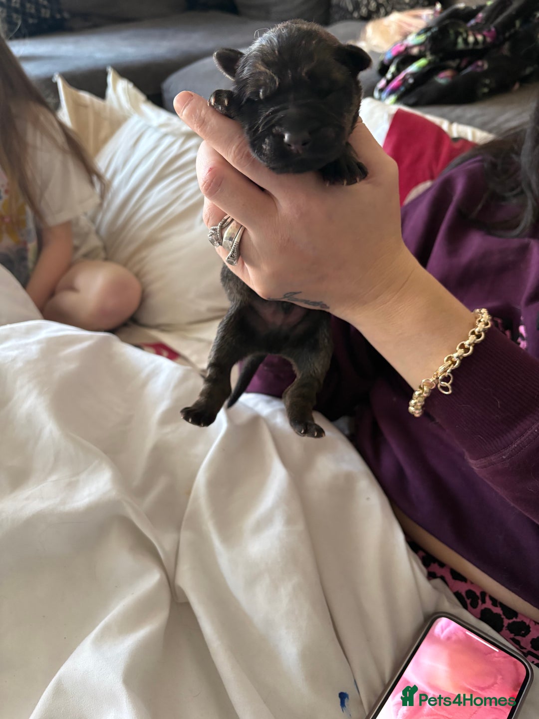 German Shepherd dogs for sale: 7 German shepherd puppies  - Advert 7