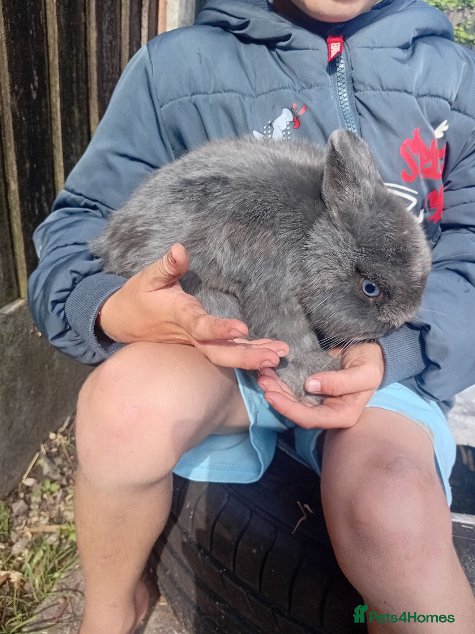 Netherland Dwarf rabbits Netherland dwarfs  - Advert 1