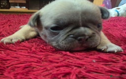 French Bulldog dogs for sale: Kc registered french bulldog puppies - Image 6