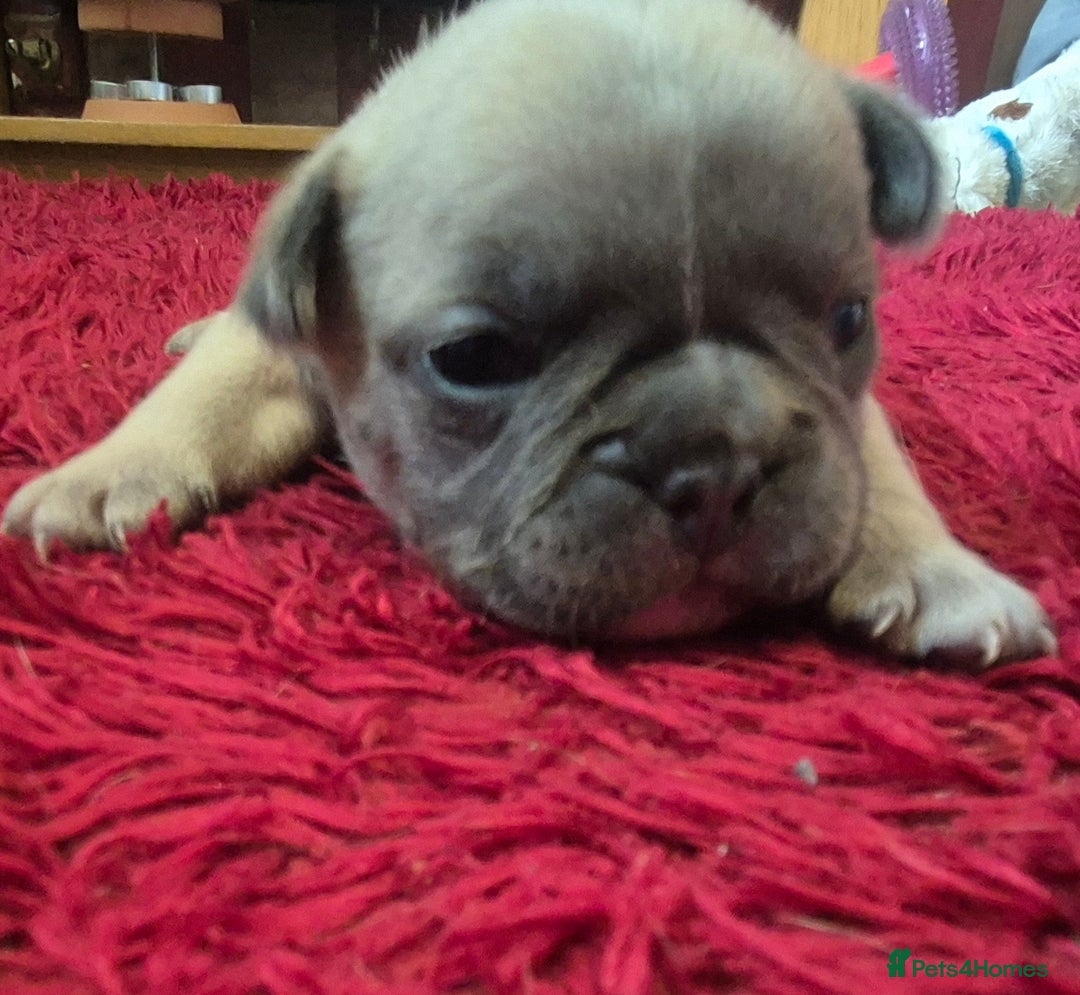 French Bulldog dogs for sale: Kc registered french bulldog puppies - Image 6