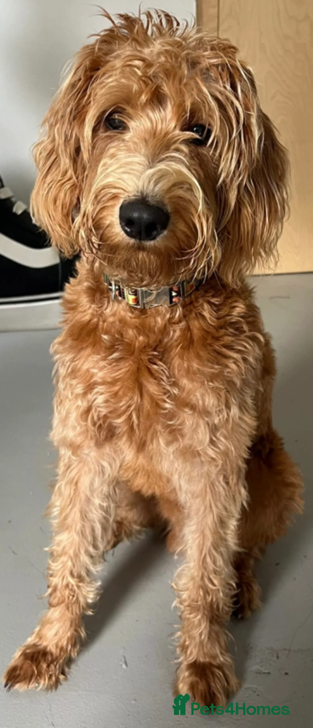 Labradoodle dogs for sale: Gorgeous miniature labradoodles - Advert 8