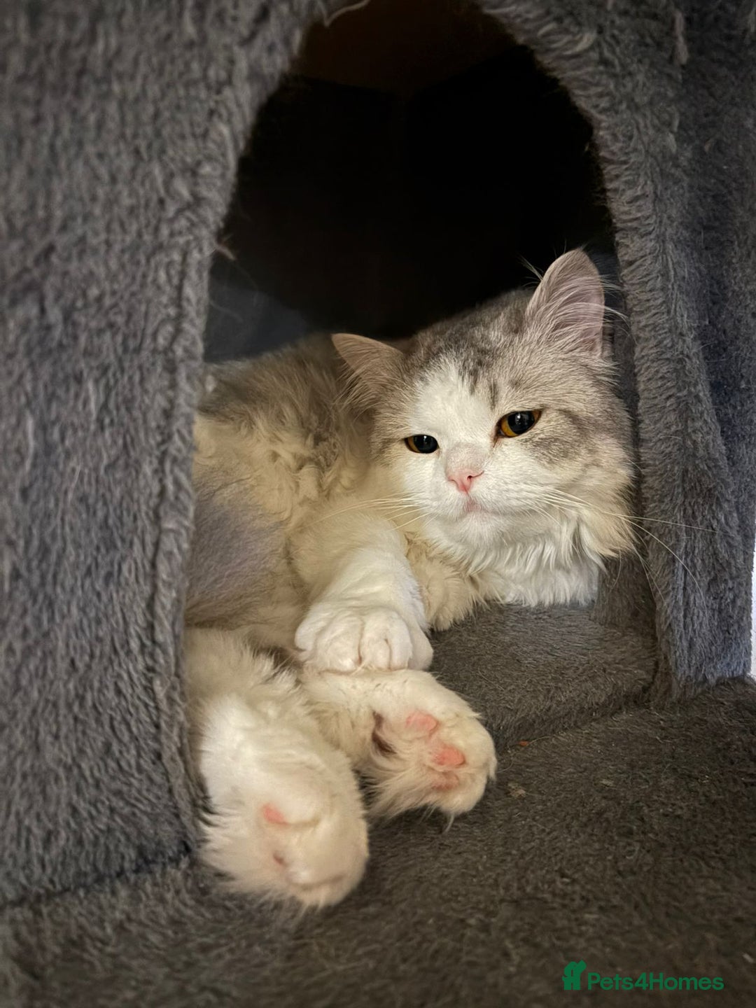 Mixed Breed cats for adoption: SKY MIX PERSIAN AMAZING LOOKING & FRIENDLY NEUTER - Advert 5