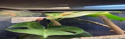 Gecko reptiles for sale: 3 female crested geckos in Liverpool - Advert 9