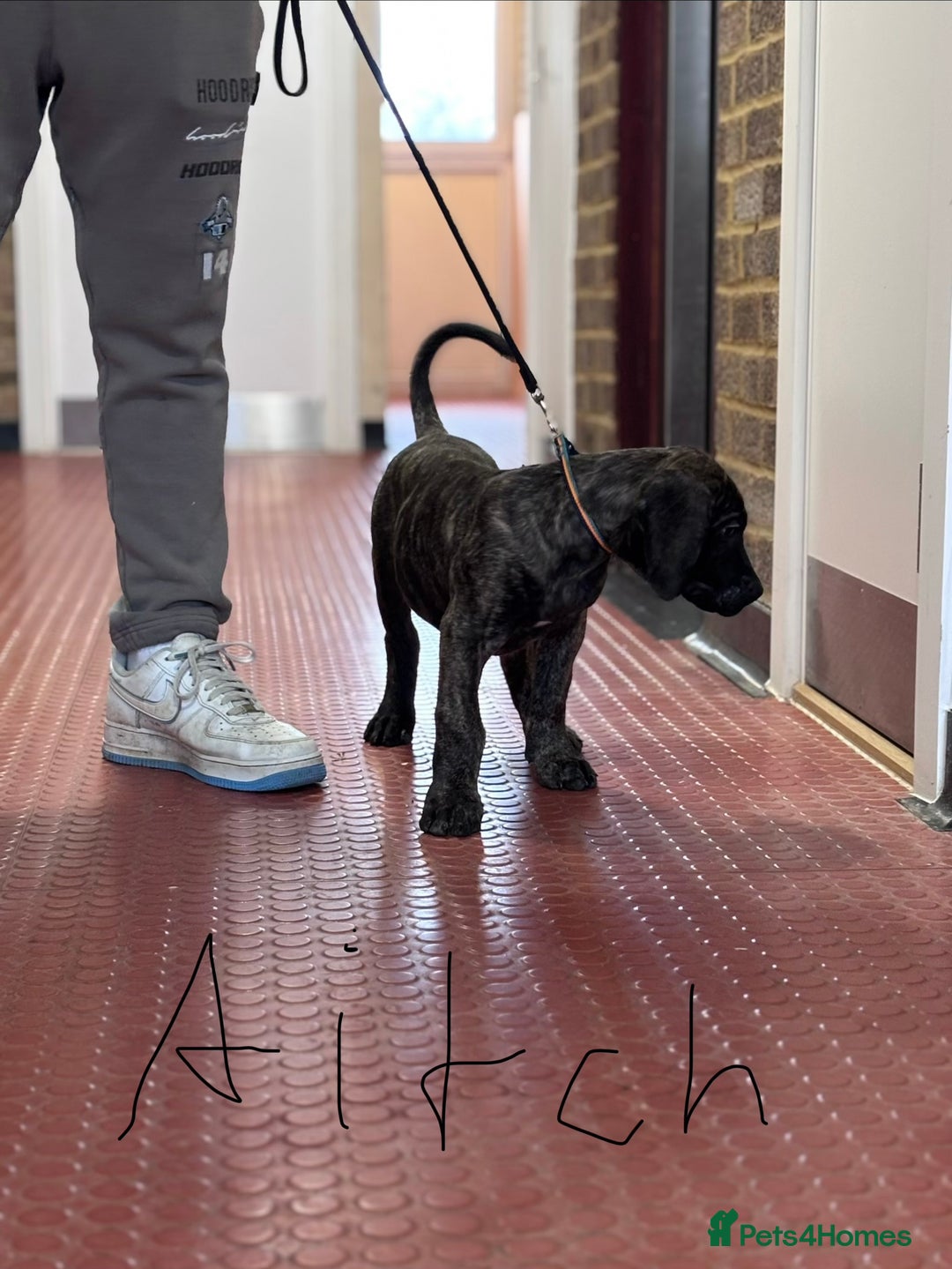 Presa Canario dogs for sale: Presa Canario Puppies  - Advert 5