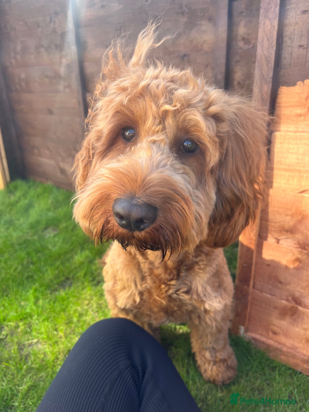Cockapoo dogs for stud: Stunning F1 male cockapoo stud  - Image 4