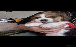 Beagle dogs for sale: Really cute beagle puppies !🐶🐶❤️ - Image 14
