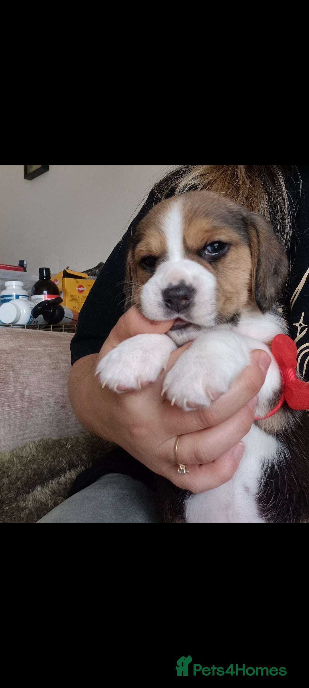 Beagle dogs for sale: Really cute beagle puppies !🐶🐶❤️ - Image 14