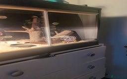 Snake reptiles for sale: Hot nose born June 2025 for sale  - Advert 3