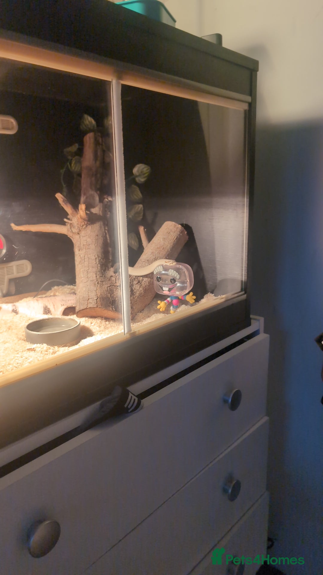 Snake reptiles for sale: Hot nose born June 2025 for sale  - Advert 3