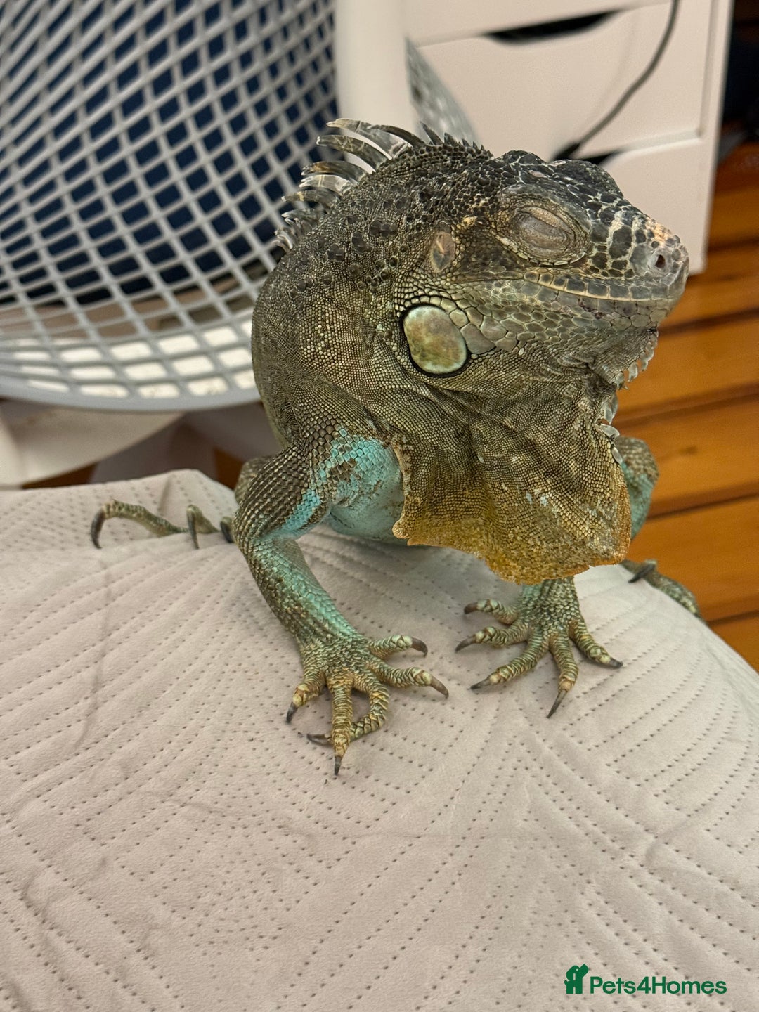 Iguana reptiles for sale: Blue Iguana - Advert 2