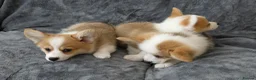 Welsh Corgi Pembroke dogs for sale: Corgi Puppies for Loving Homes – 1 Male, 1 Females - Advert 5
