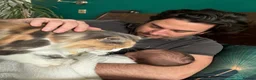 Ragdoll cats for sale: Seven Beautiful Ragdoll Kittens - Advert 14
