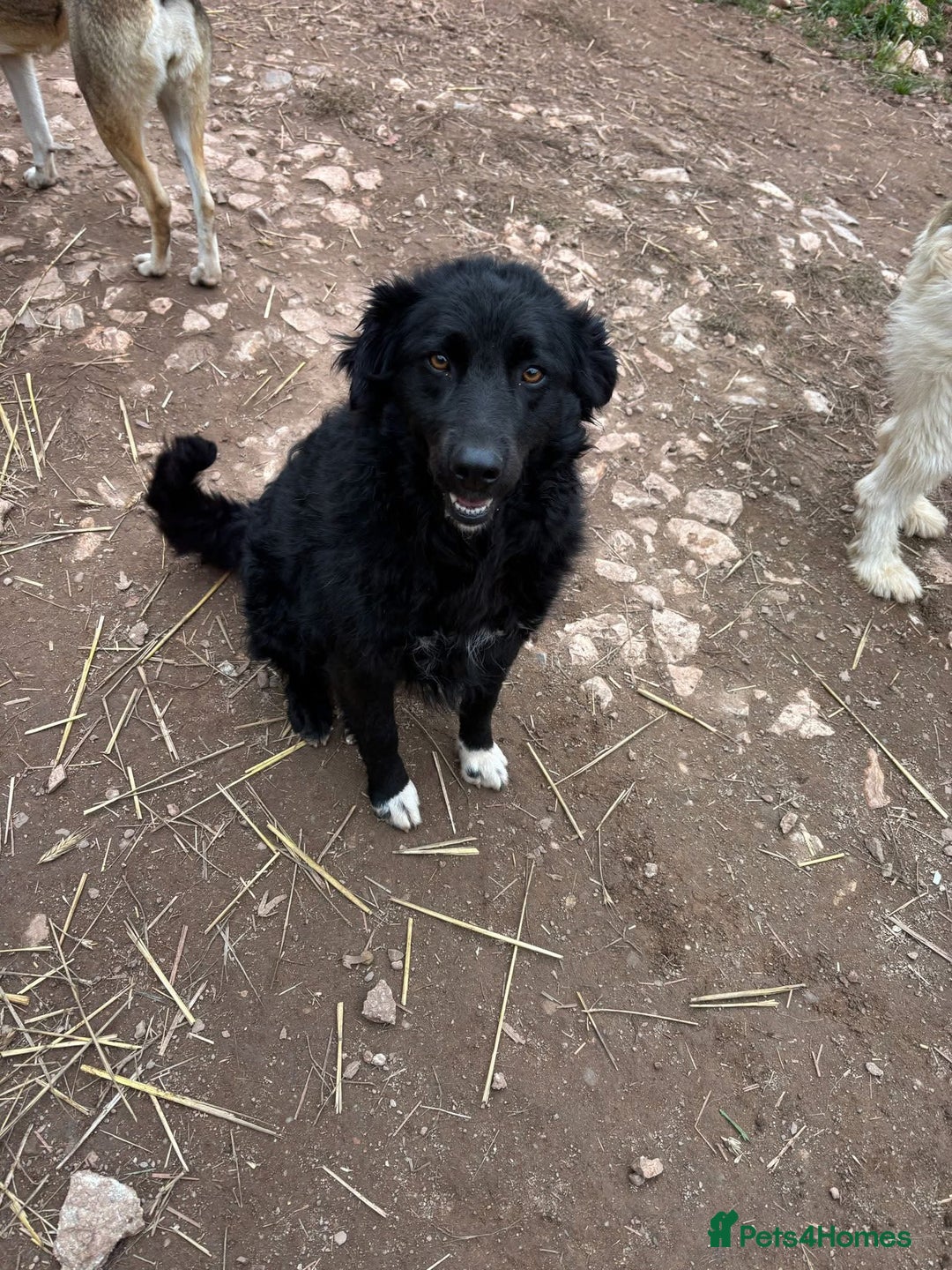Mixed Breed dogs for adoption: Astra is looking for a family  - Advert 4