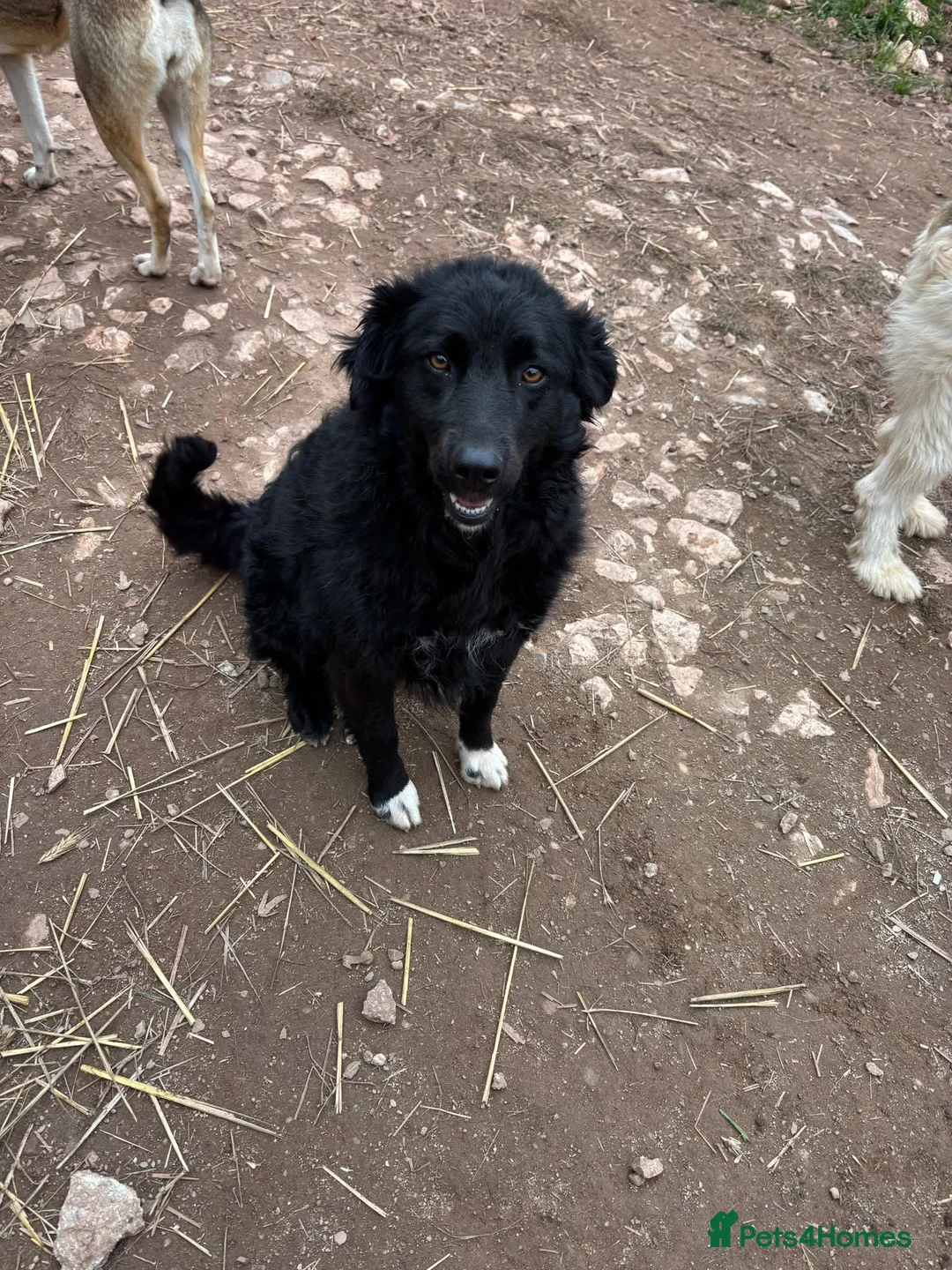 Mixed Breed dogs for adoption: Astra is looking for a family  - Advert 4