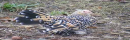 Hens poultry for sale: Bantam Hens -  Faverolles Pekins Sablepoot Sikies - Advert 8