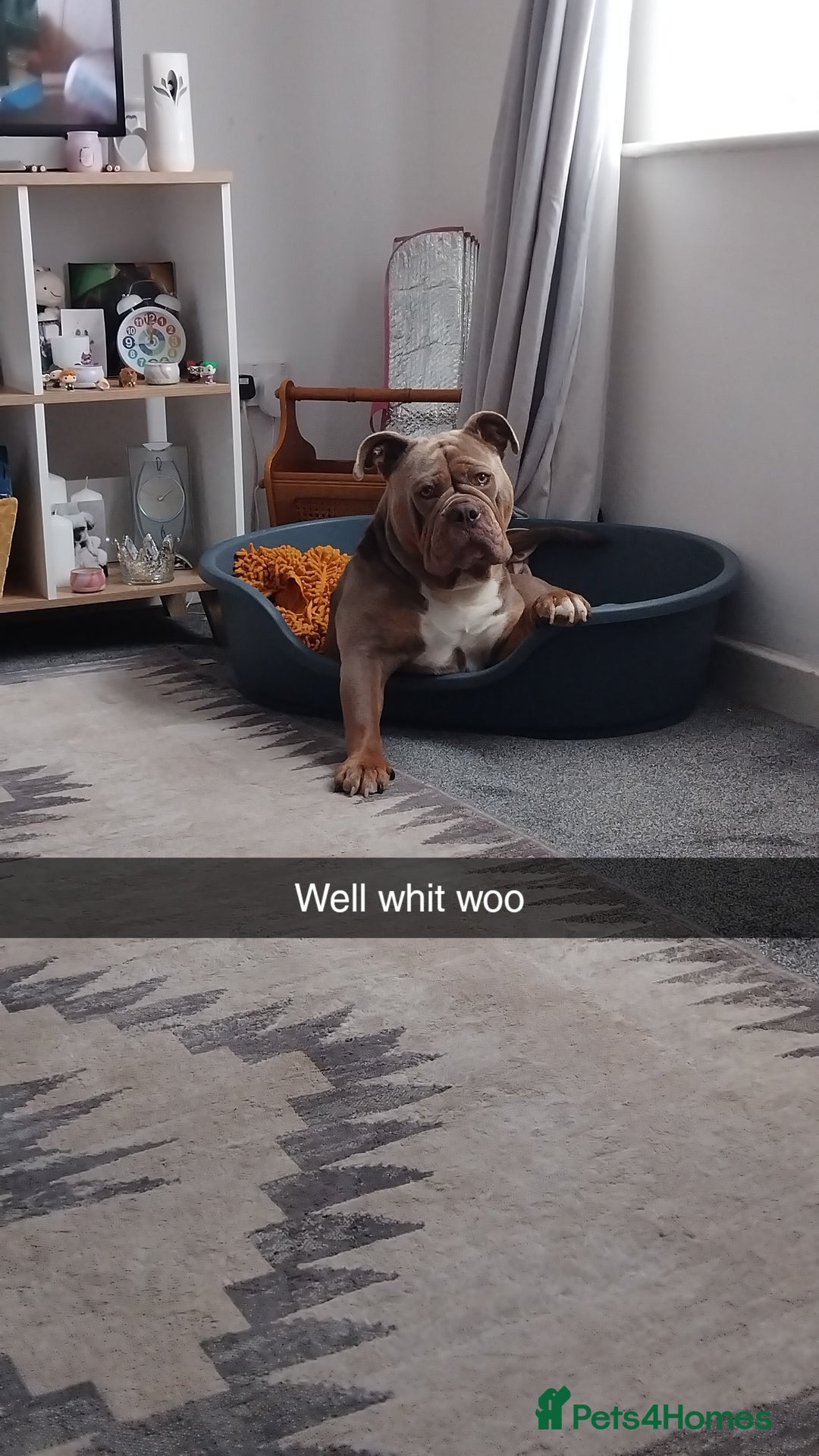 Olde English Bulldogge dogs for stud: Arlo marsden in Stockport - Image 5