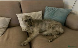 Mixed Breed dogs for sale: Bedlington terrier whippetXwhippet puppies - Image 3