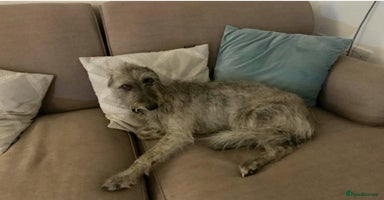 Mixed Breed dogs - Advert 13