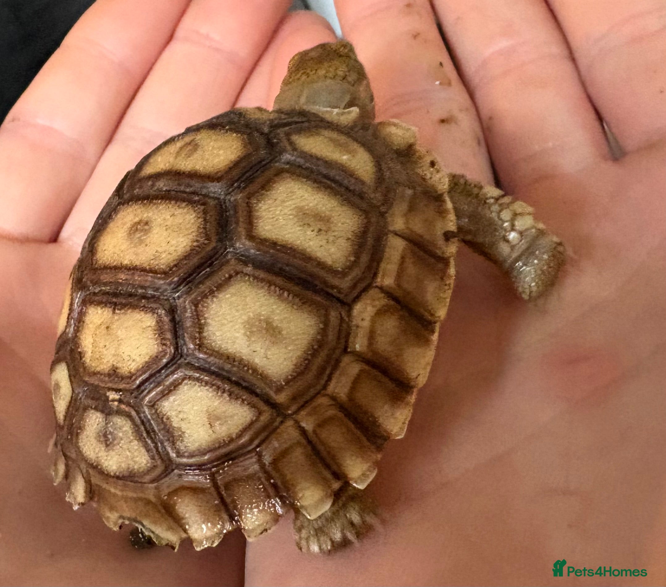 Tortoise reptiles Sulcata tortoise - Advert 1