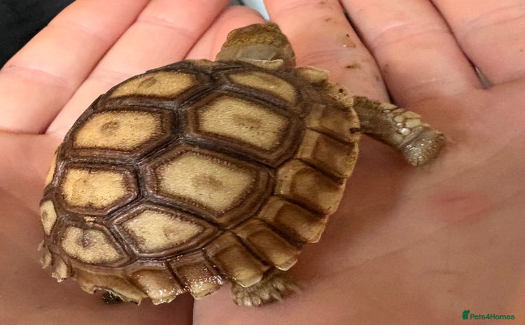 Tortoise reptiles - Advert 1