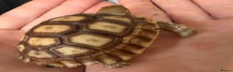 Tortoise reptiles for sale: Sulcata tortoise - Advert 1