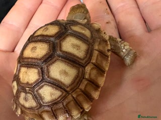 Tortoise reptiles - Advert 1