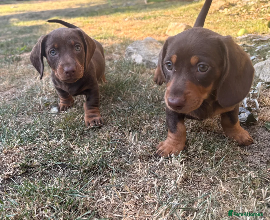 Miniature Dachshund dogs for sale: One female available 🏡 ready to leave  - Advert 2
