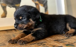 Rottweiler dogs for sale: LAST PUPS REMAINING. READY TO LEAVE  - Image 18