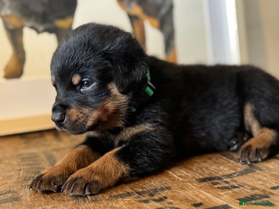 Rottweiler dogs for sale: LAST PUPS REMAINING. READY TO LEAVE  - Image 18